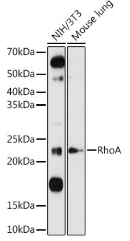 RhoA Rabbit pAb