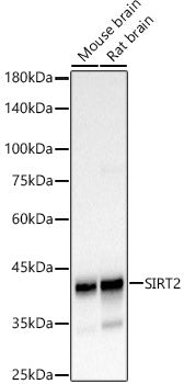 SIRT2 Rabbit pAb