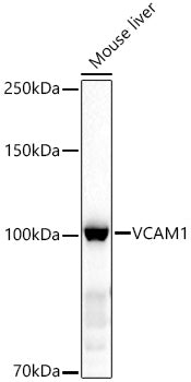 VCAM1 Rabbit pAb