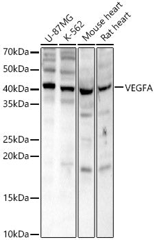 VEGFA Rabbit pAb