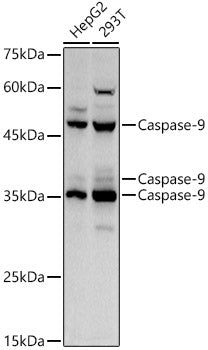 Caspase-9 Rabbit pAb