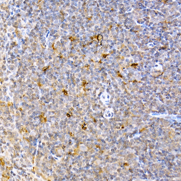 Caspase-9 Rabbit pAb