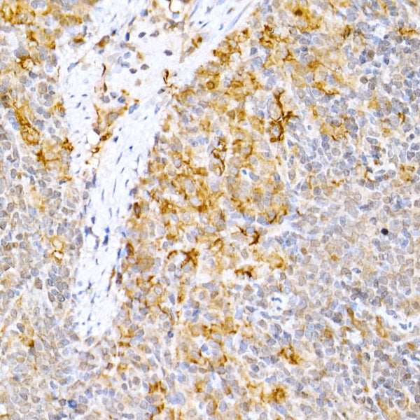 Caspase-9 Rabbit pAb