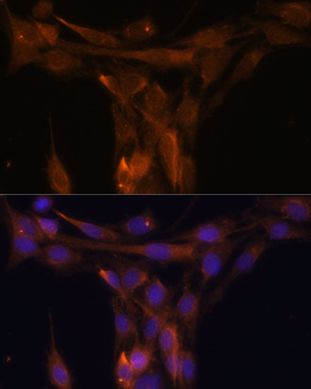 Caspase-9 Rabbit pAb