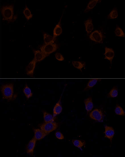 Caspase-9 Rabbit pAb