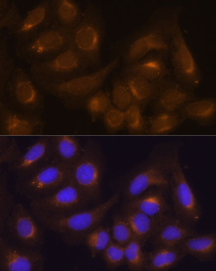 Caspase-9 Rabbit pAb