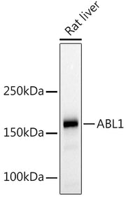 c-Abl Rabbit pAb