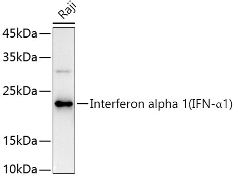 Interferon alpha 1 (IFN-α1) Rabbit pAb