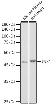 JNK1 Rabbit pAb