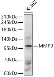 MMP9 Rabbit pAb
