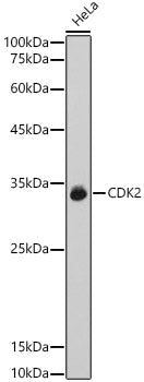[KO Validated] CDK2 Rabbit pAb