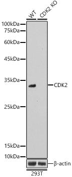 [KO Validated] CDK2 Rabbit pAb
