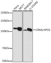 CRM1/XPO1 Rabbit pAb