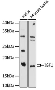IGF1 Rabbit pAb