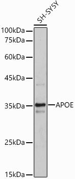 APOE Rabbit pAb
