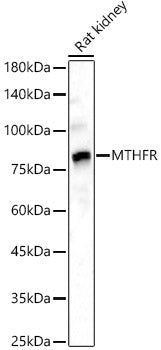 MTHFR Rabbit pAb