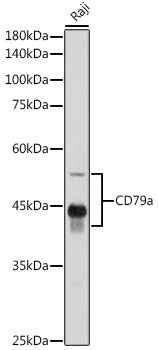 CD79a Rabbit pAb
