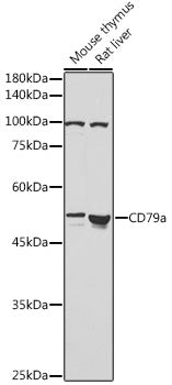 CD79a Rabbit pAb