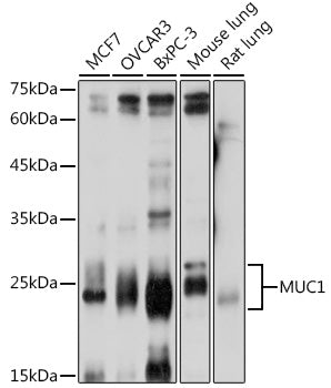 MUC1 Rabbit pAb