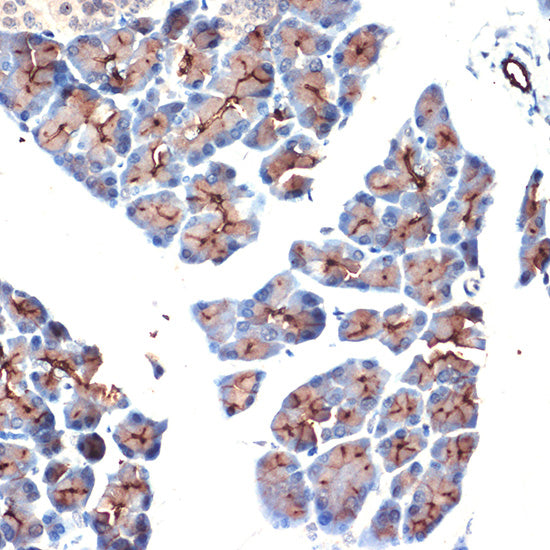 MUC1 Rabbit pAb