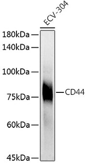 CD44 Rabbit pAb