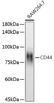 CD44 Rabbit pAb