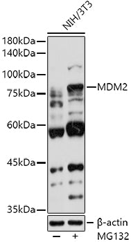 MDM2 Rabbit pAb