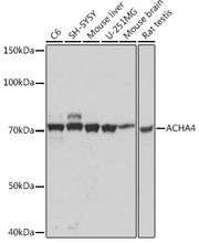 ACHA4 Rabbit mAb