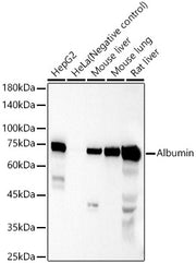 Albumin Rabbit pAb