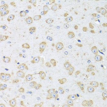 Albumin Rabbit pAb