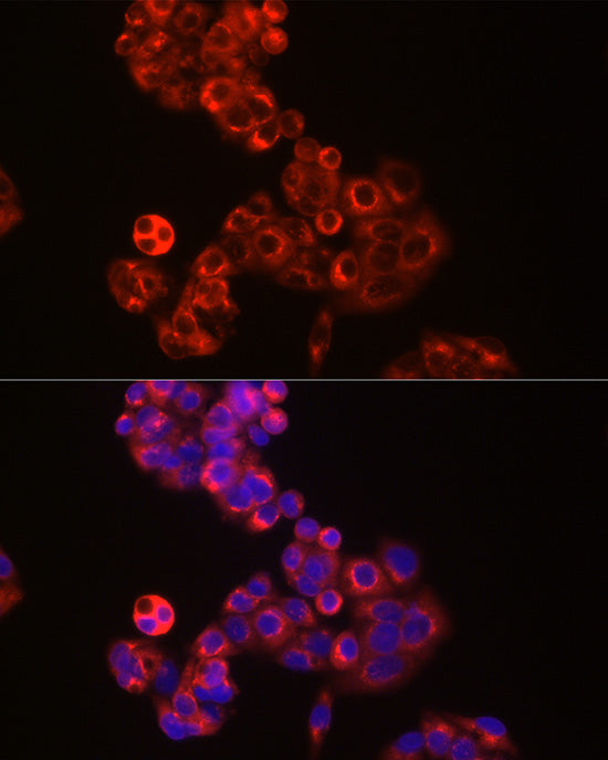 Albumin Rabbit pAb