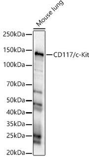 CD117/c-Kit Rabbit pAb