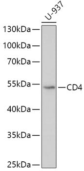 CD4 Rabbit pAb