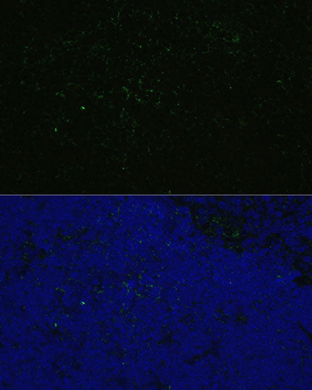 CD4 Rabbit pAb
