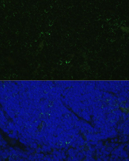 CD4 Rabbit pAb