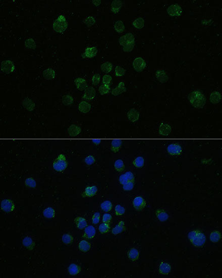 CD4 Rabbit pAb