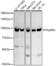 Hsp90α Rabbit pAb
