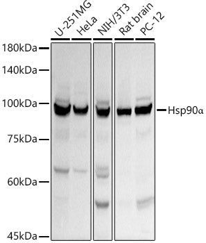 Hsp90α Rabbit pAb