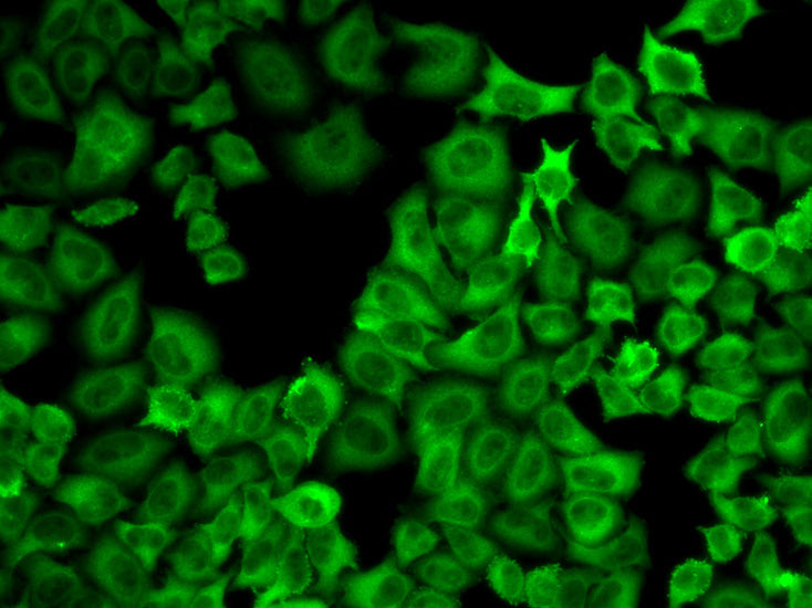 Hsp90α Rabbit pAb