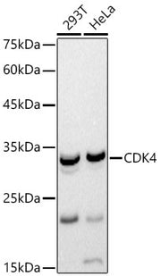 CDK4 Rabbit pAb
