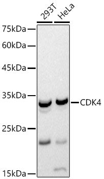 CDK4 Rabbit pAb