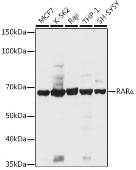 RARα Rabbit pAb
