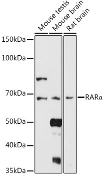RARα Rabbit pAb