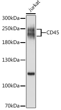 CD45 Rabbit pAb