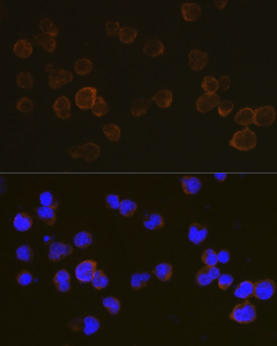 CD45 Rabbit pAb