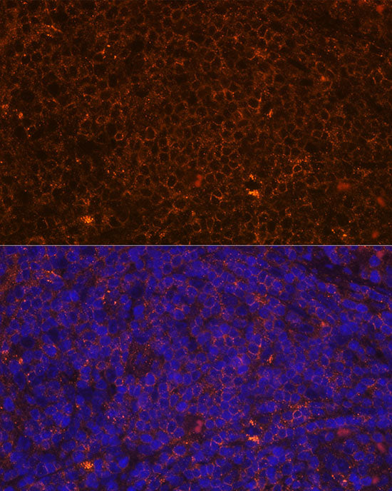 CD45 Rabbit pAb