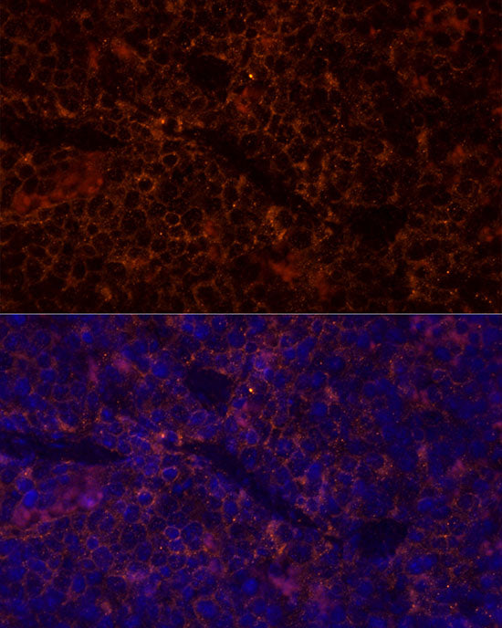 CD45 Rabbit pAb