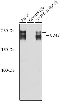 CD45 Rabbit pAb