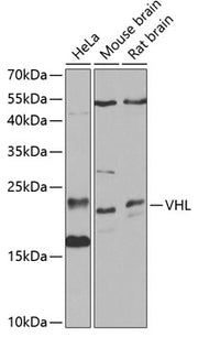 VHL Rabbit pAb