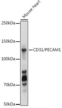 CD31/PECAM1 Rabbit pAb